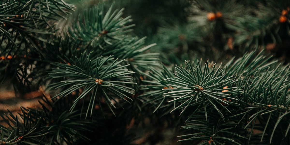 Grantre, bakgrunn for Yule kategori