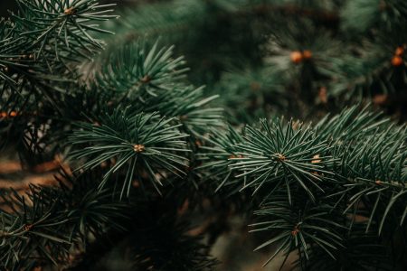Grantre, bakgrunn for Yule kategori