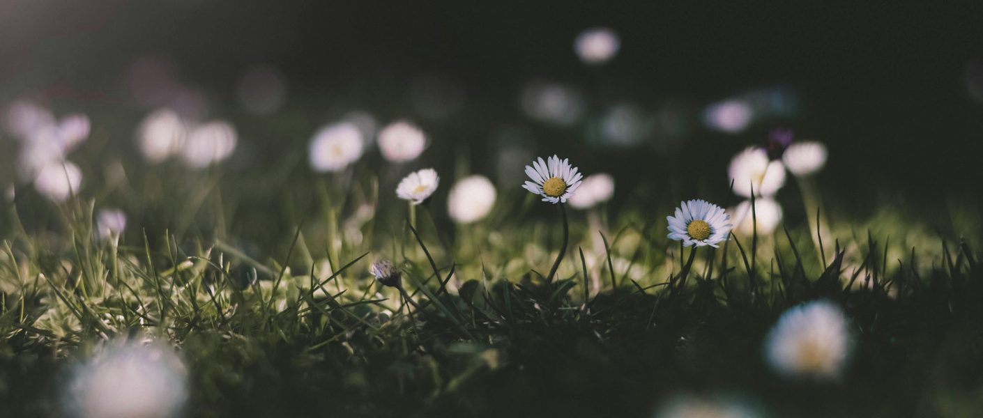 Eng med hvite vårblomster.