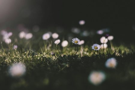 Eng med hvite vårblomster.